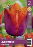 Tulipa Louvre Orange