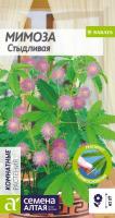 Мимоза Стыдливая Сем Алтая