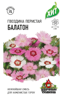 гвоздика балатон гавриш