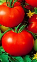 tomat-baron-f1