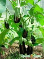 b2a1fc3808a12aff1caba7ff9d8e9e44