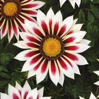 full_gazania_new_day_rose_stripe