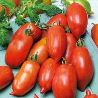 6fmwjouj78sscp2d6xa4w52l8996w9mt