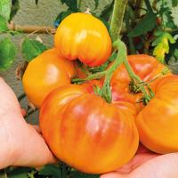 90s8lwe6qinfa9hb4bfdv2l9a3srk3p3