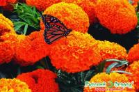 71