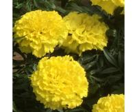 Tagetes-Proud-Mari-Yellow2-web