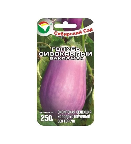 golubʹ_sizokrylyy_baklazhan