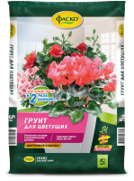 цветущие счастье