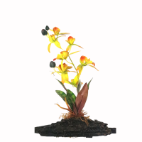 орхид на коре