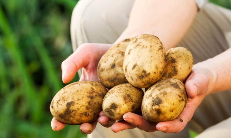 ЧЕМ ОБРАБОТАТЬ КАРТОФЕЛЬ ПЕРЕД ПОСАДКОЙ