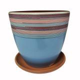 подорожник гол