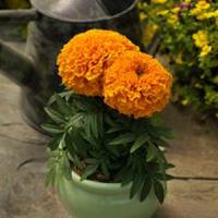 проуд мари оранж