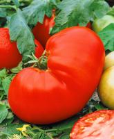 Главный калибр