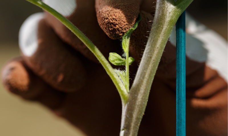 ПАСЫНКОВАНИЕ ПОМИДОРОВ. ВСЕ СЕКРЕТЫ И НЮАНСЫ