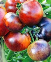 Иван-да-Марья