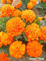 бархатцы абрикос примо рус.огород