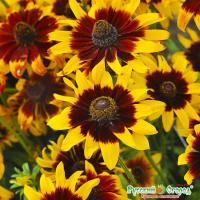 Рудбекия Ястребиный глаз рус.огород