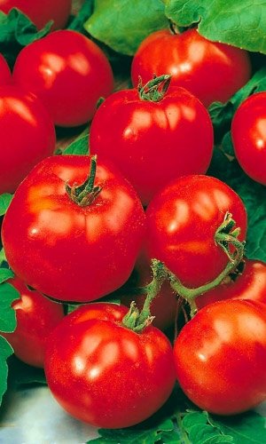 tomat-krasnaya-shapochka