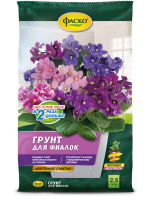 фиалки счастье