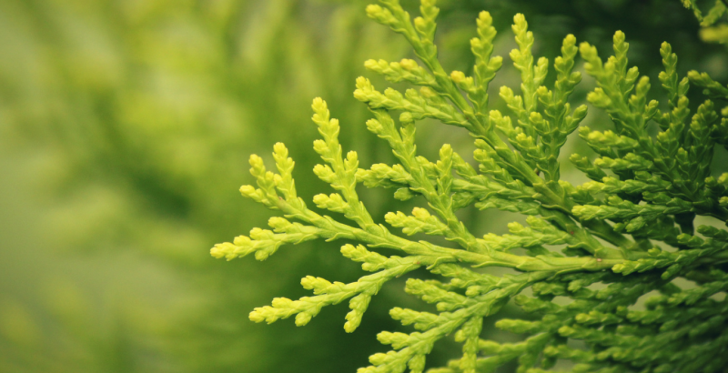 Подготовка хвойных к зиме