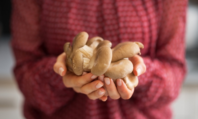 ВЫРАЩИВАНИЕ ВЕШЕНКИ ИЗ МИЦЕЛИЯ НА СВОЕМ ОГОРОДЕ