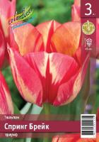 Tulipa Spryng Break