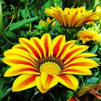 full_gazania-red-straip