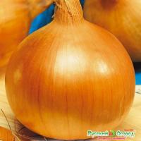 лук глобо рус.огород