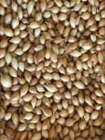 золотистый семко