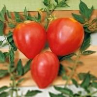 z1hiib6sgn4fzxbm013gahpjll8nicz8