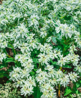 молочай горный снег