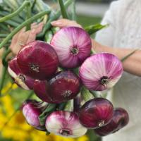 uvnwhwuxwry6u36pd49tlm6ntnw0zm1w