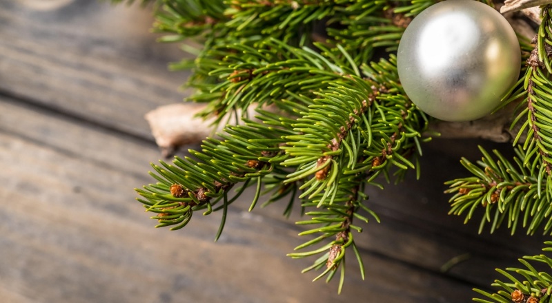 Как ухаживать за новогодней елкой
