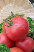 tomat_kukla_masha_f1