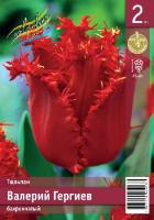 Tulipa Valery Gergiev