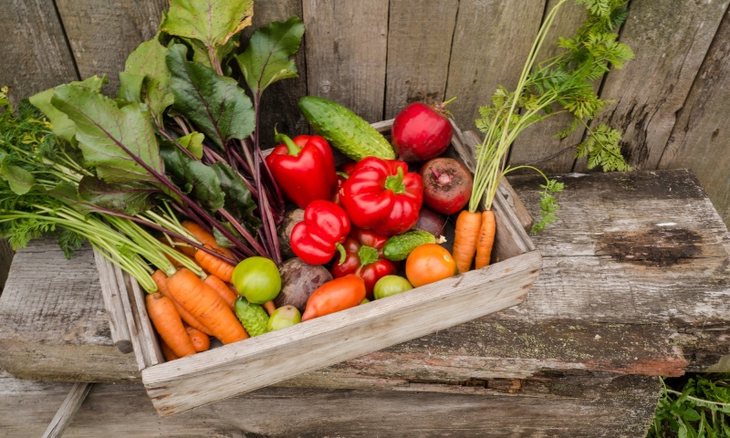 ЧТО ПОСАДИТЬ В ОГОРОДЕ ЛЕТОМ