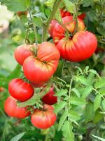 Могучан Степанова