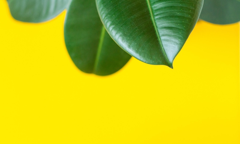 Ухоженный вид домашних растений