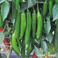 Перец сладкий Зеленые пальчики рус.огород