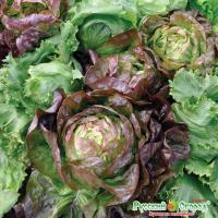 Салат кочанный РО смесь рус.огород