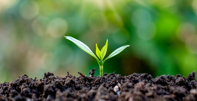 ГРУНТ ДЛЯ РАССАДЫ - КАКОЙ ВЫБРАТЬ