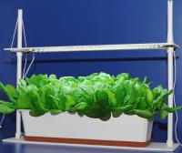 svetilnik-3-urozhaya