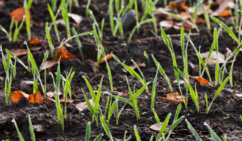 Зимние посевы для раннего урожая весной