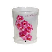 орхид прозра