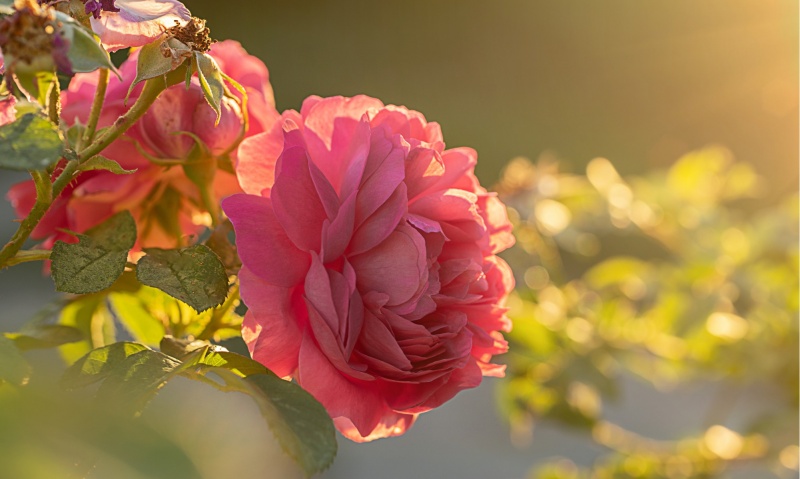 УХОД ЗА РОЗАМИ ЛЕТОМ