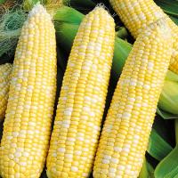 3bw3keyqw1xz1c813m25zr1awxyrzsjb