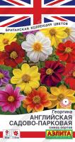 Георгина Английская садово-парковая аэлита