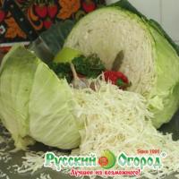 Капуста Сахарная королева рус.огород