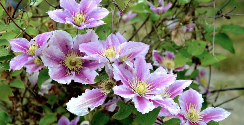 ОСЕННИЙ УХОД ЗА КЛЕМАТИСАМИ