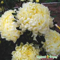 золотистая